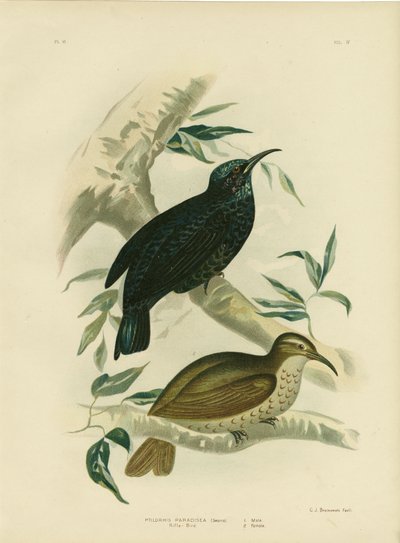 Rifle-Bird by Gracius Broinowski